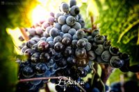 racimograndeFIRM RRSS 2K